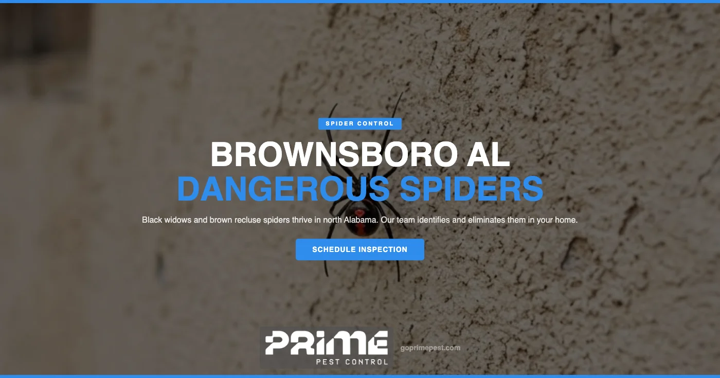 Black Widow & Brown Recluse Control in Brownsboro, AL