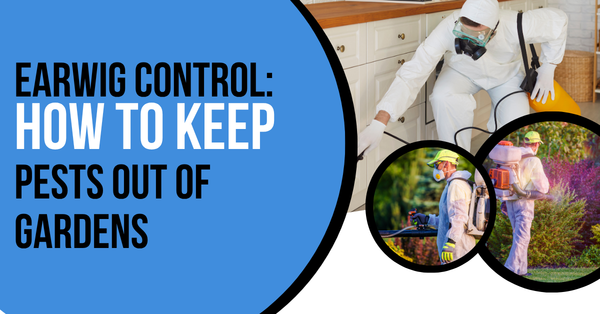 Earwig Control: How to Keep Pests Out of Gardens | Prime Pest Control