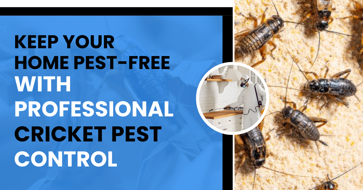 Keep Your Home Pest-Free With Professional Cricket Pest Control | Prime Pest Control