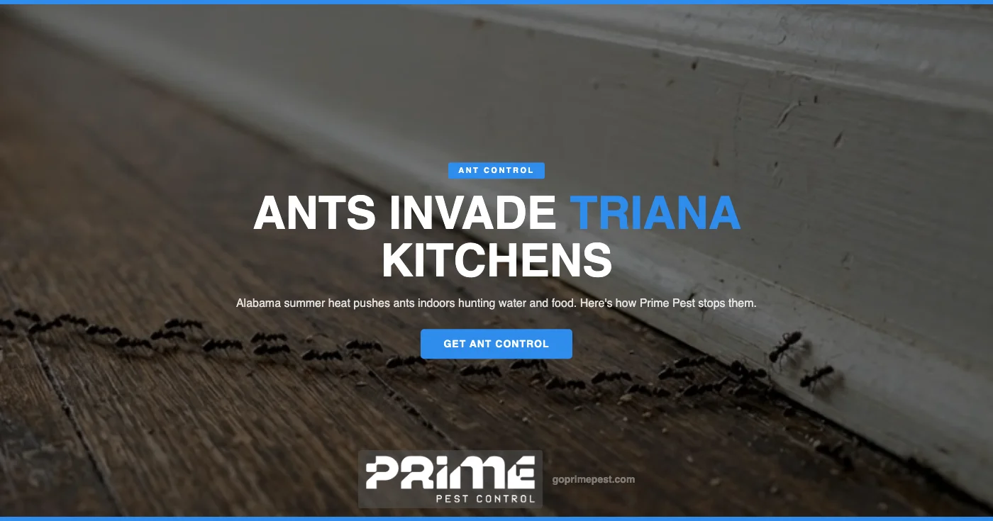 Summer Ant Invasions in Triana, AL Kitchens