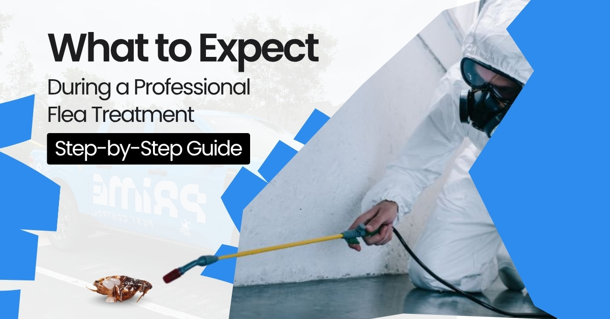 What to Expect During a Professional Flea Treatment: Step-by-Step Guide | Prime Pest Control
