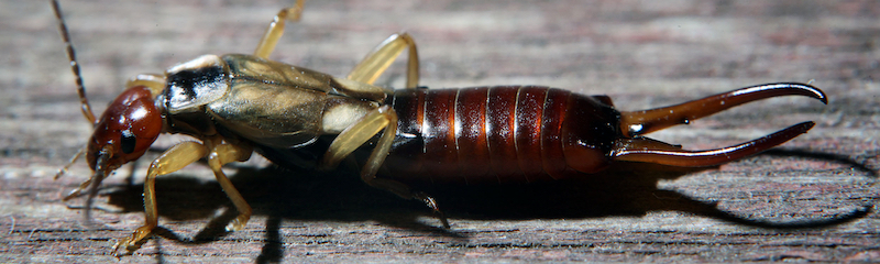 Earwig Pest Control Services